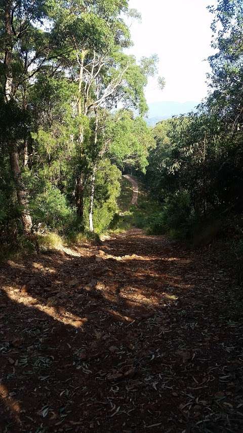 Photo: Orara East State Forest